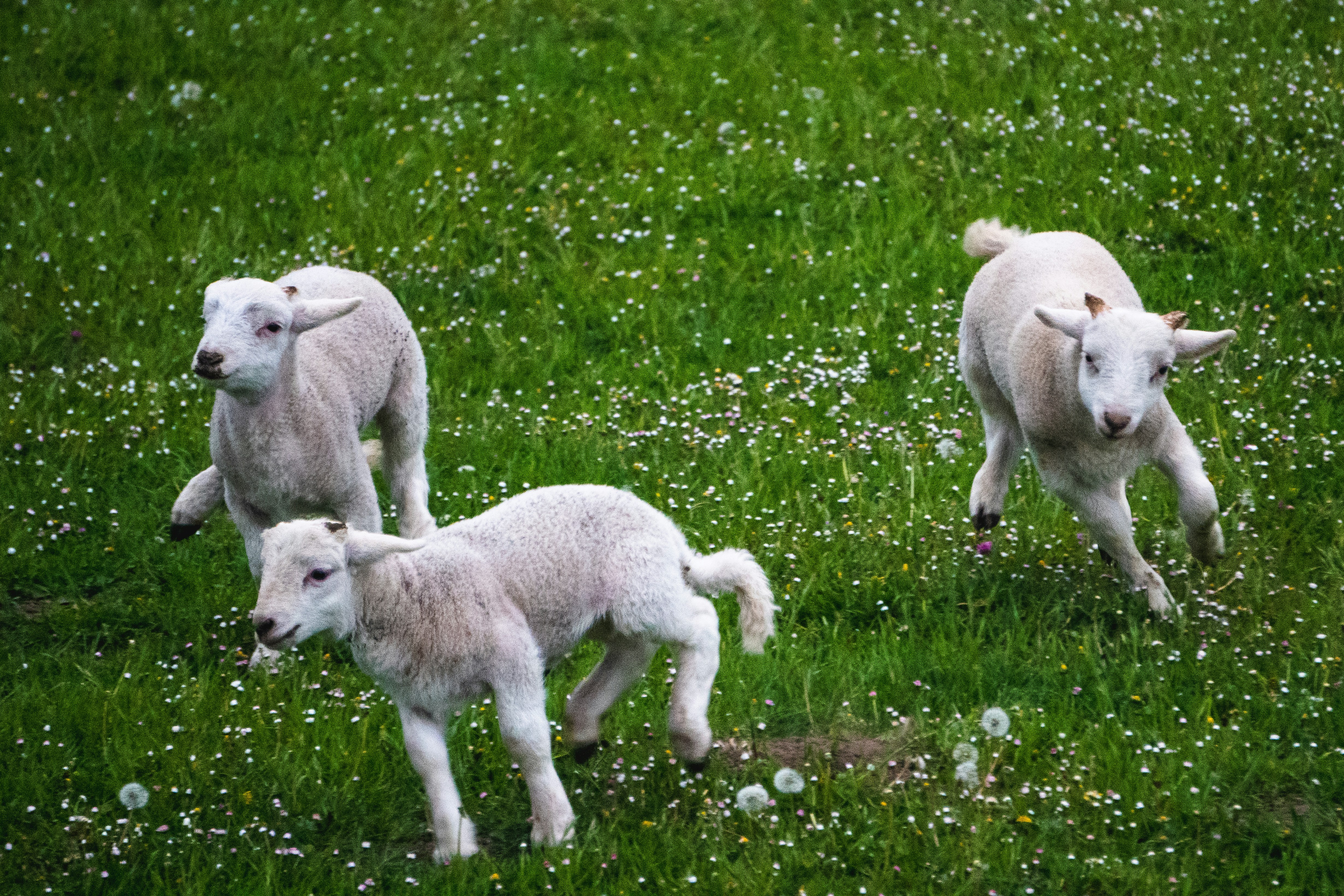 A Sheep Sheep Chase